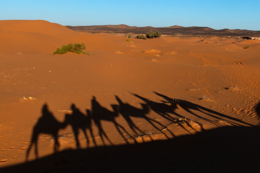 Long shadows of camel caravan on golden sand